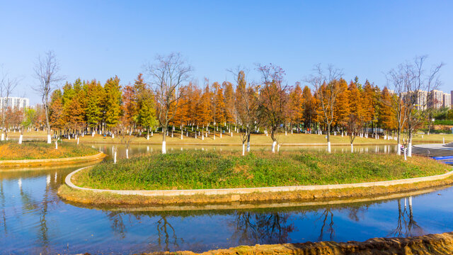 红杉树水杉林