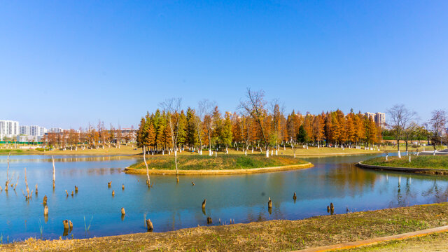 红杉树水杉林