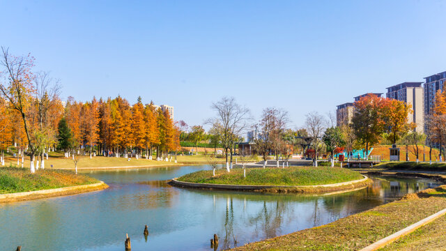 阳光树林