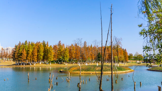 阳光树林