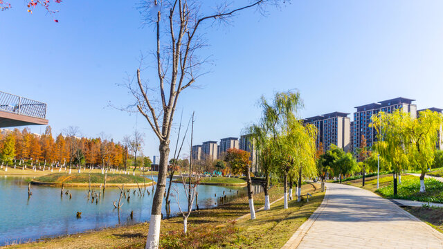 阳光树林