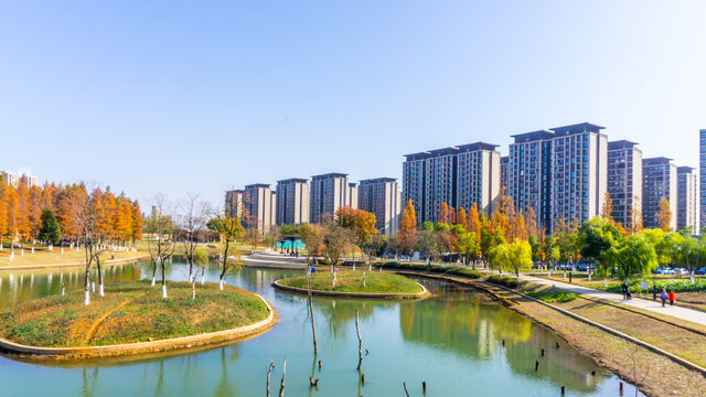 阳光树林