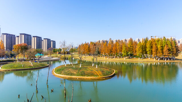 阳光树林