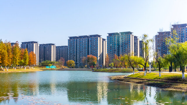 仰望水杉林