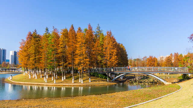 红杉树