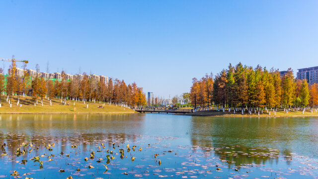 红杉树