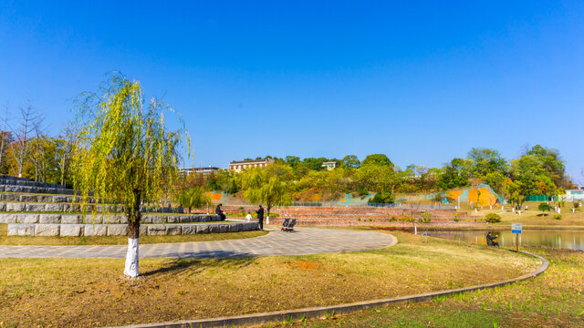 红杉树