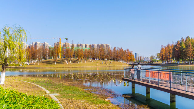天空与树林
