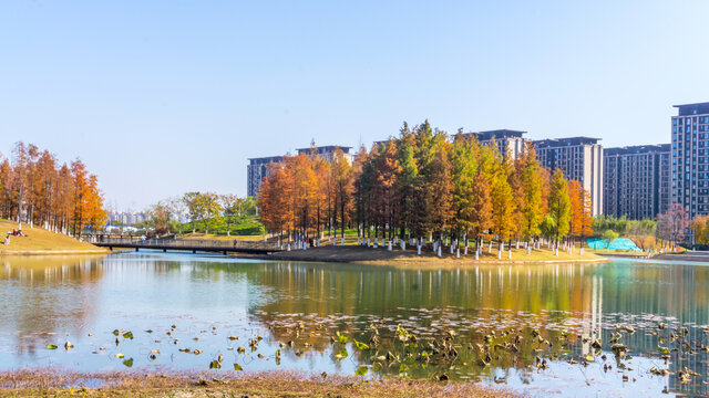 天空与树林