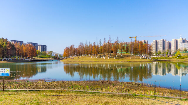 红水杉
