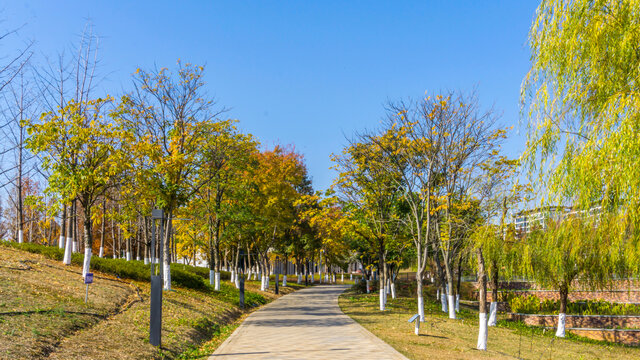 阳光树林