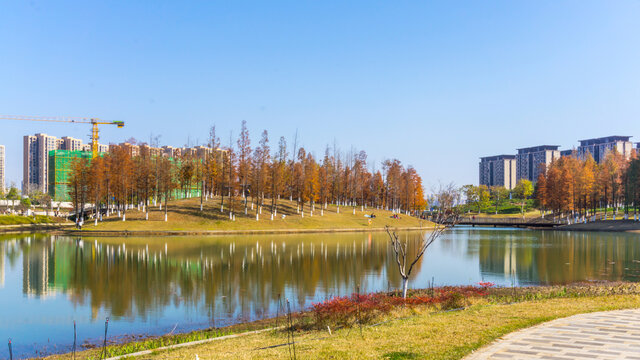 红水杉