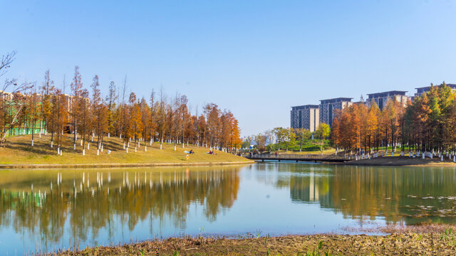 红水杉