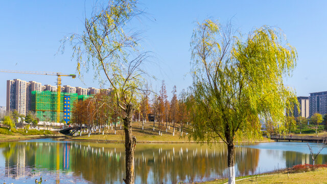 红水杉