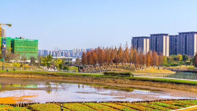 红水杉