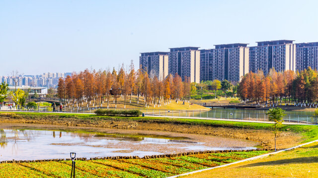红水杉
