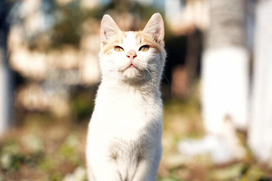 小猫