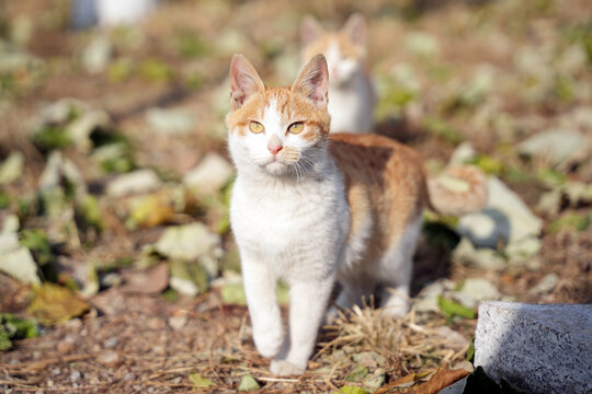 猫