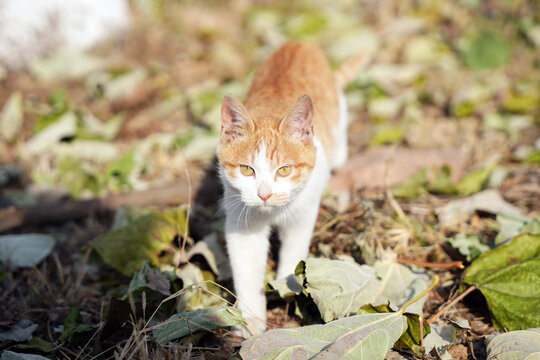 小猫