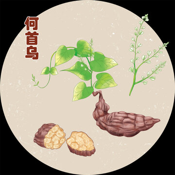手绘中药何首乌包装插画
