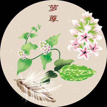 手绘中药萝摩包装插画