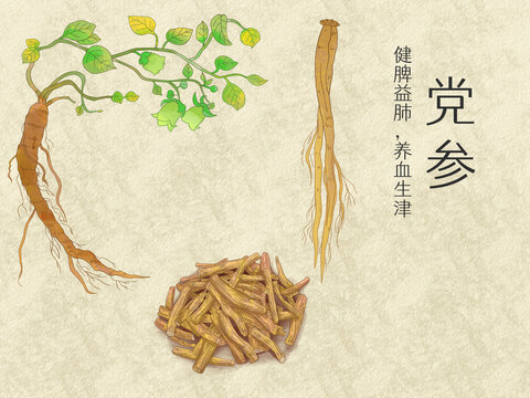 手绘水彩中药药材党参插画