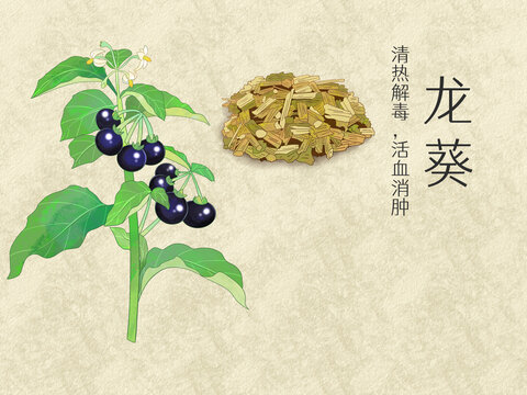 手绘水彩中药药材龙葵插画