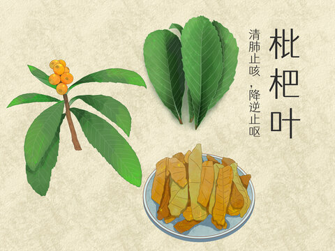 手绘水彩中药药材枇杷叶插画