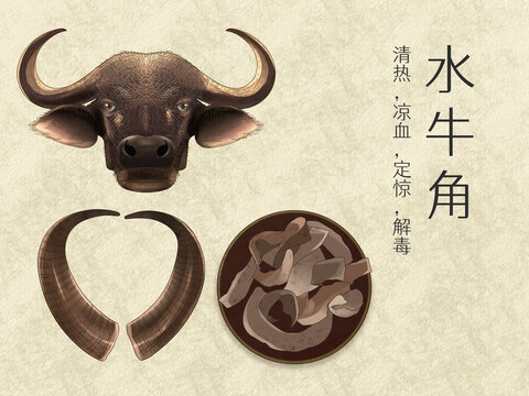 手绘水彩中药药材水牛角插画
