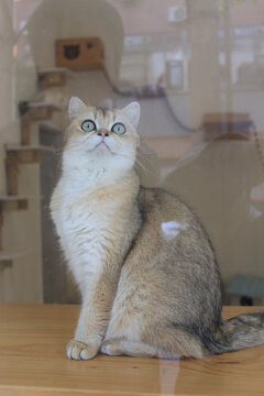 金渐层猫