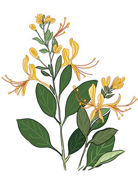 药草金银花插画