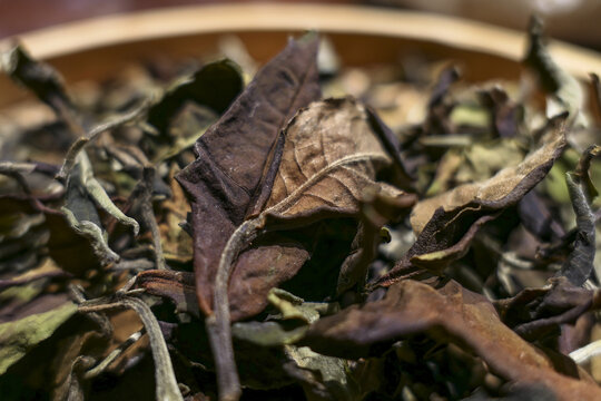 古树白茶
