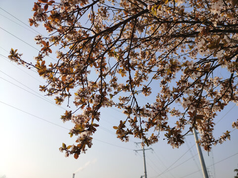 红叶李