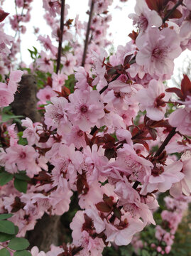 春暖花开