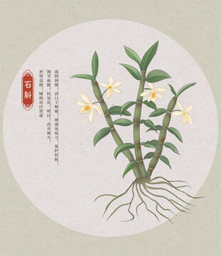 石斛中草药国潮国风水彩插画