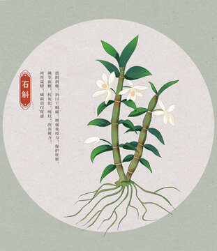 石斛中草药国潮国风水彩插画