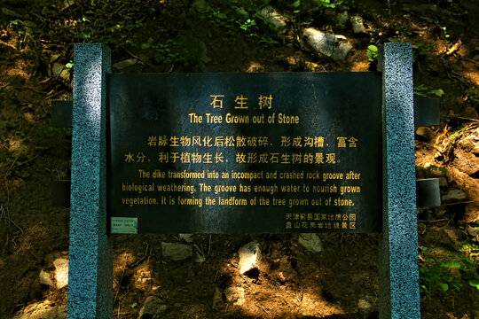 天津盘山石生树