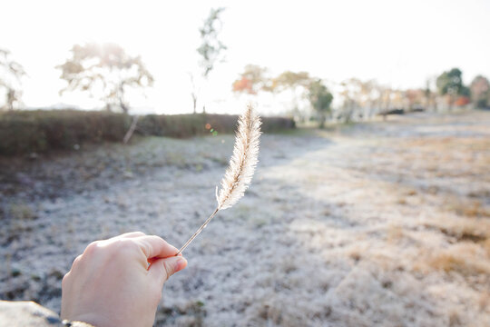 挂霜狗尾巴草