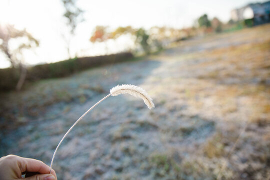 挂霜狗尾巴草