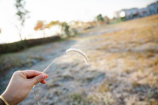 挂霜狗尾巴草