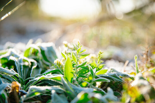 冬天霜降户外植物