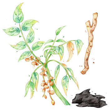 干漆手绘中药材水彩插画