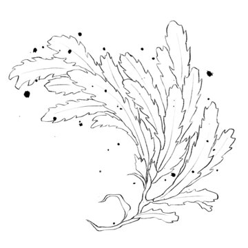 海藻线稿手绘中药材水彩插画