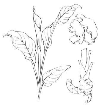 姜黄线稿手绘中药材水彩插画