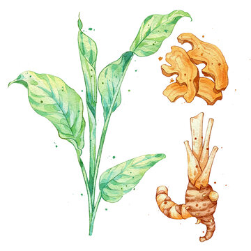 姜黄手绘中药材水彩插画