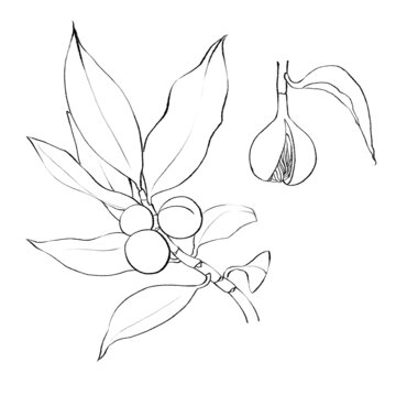 肉蔻线稿手绘中药材水彩插画
