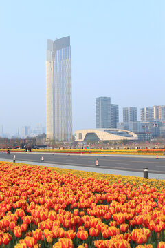 兴隆湖春节郁金香花海