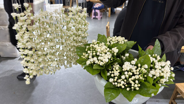 茉莉花