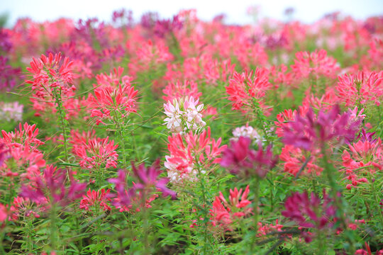 醉蝶花