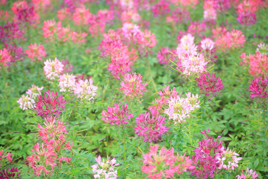 醉蝶花